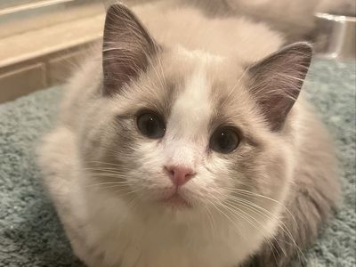 Gorgeous Purebred Ragdoll Kitten Available