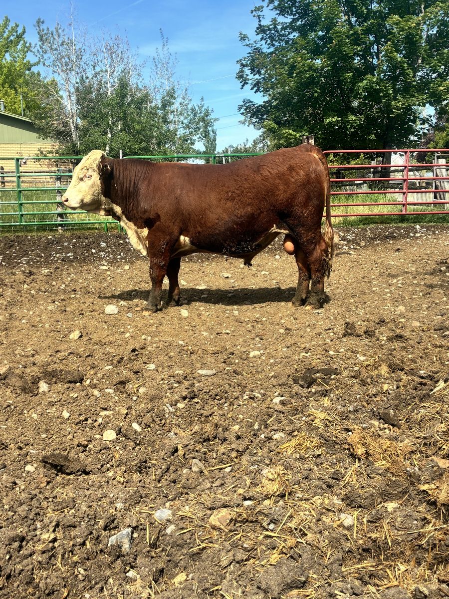 AI SIRED YEARLING POLLED HEREFORD BULL ID 214
