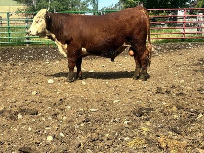 AI SIRED YEARLING POLLED HEREFORD BULL ID 214
