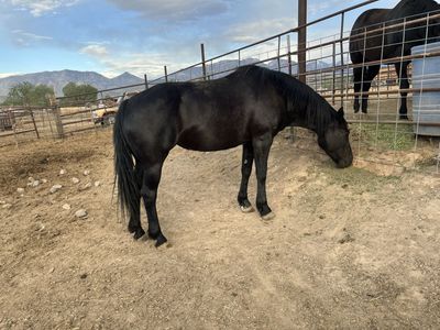11yo broke to ride black mare