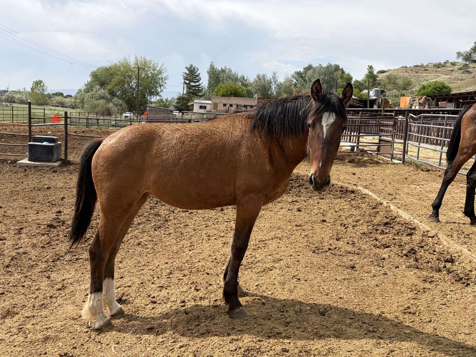 Half Draft Yearling