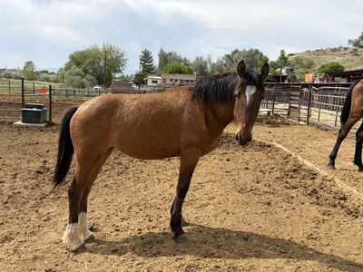 Half Draft Yearling