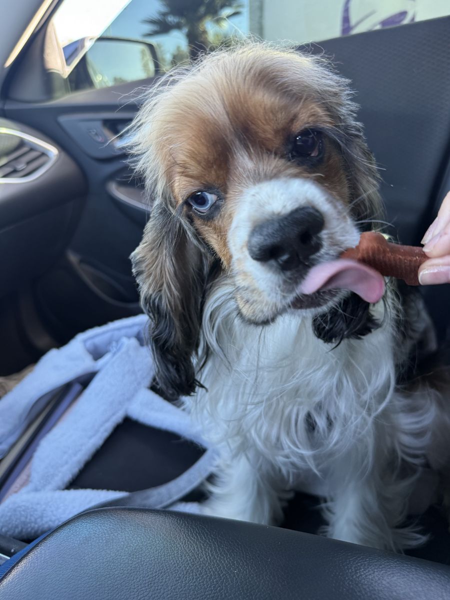 1 year old English Cocker Spaniel