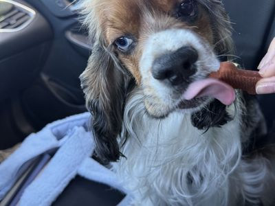 1 year old English Cocker Spaniel