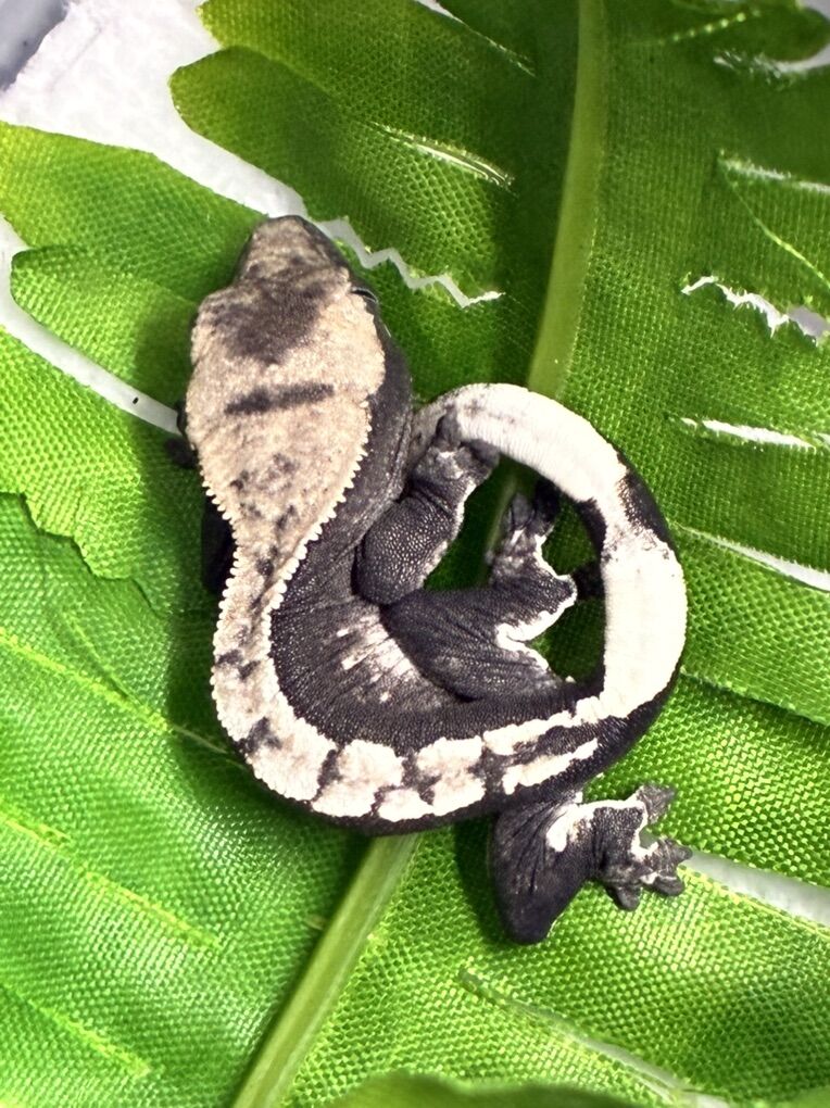 Axanthic Crested Gecko