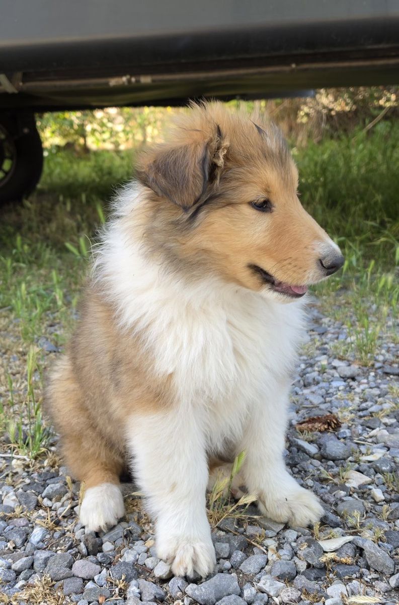 AKC Registered Pure Breed Rough Collie Lassie Puppies!
