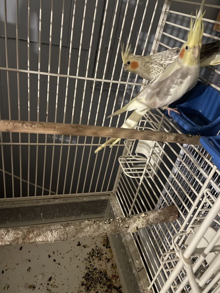 cockatiel Male And Female