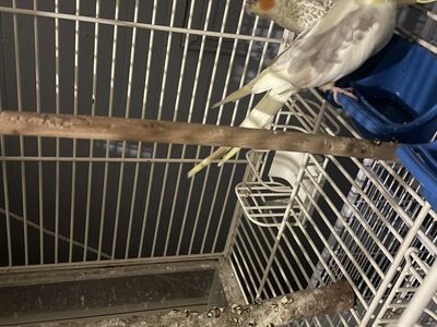 cockatiel Male And Female