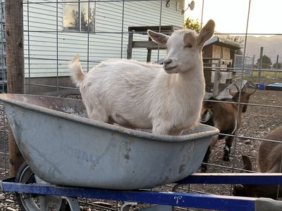 Nigerian dwarf goat