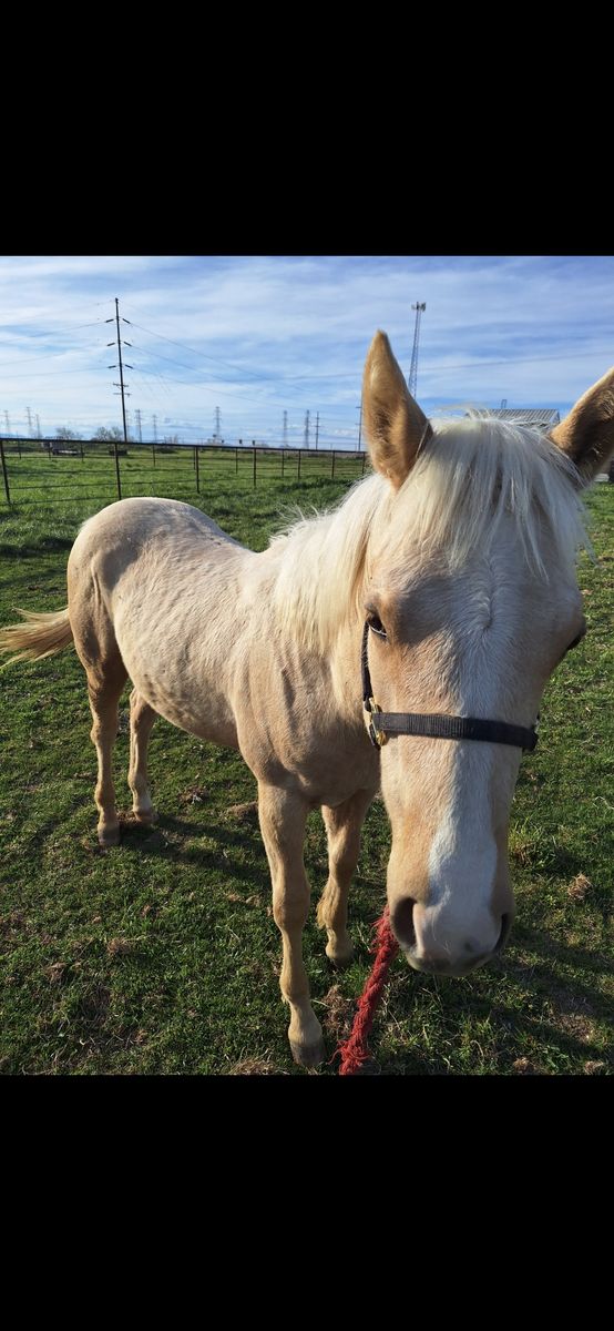 AQHA palomino 2025 stud colt