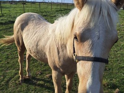 AQHA palomino 2025 stud colt