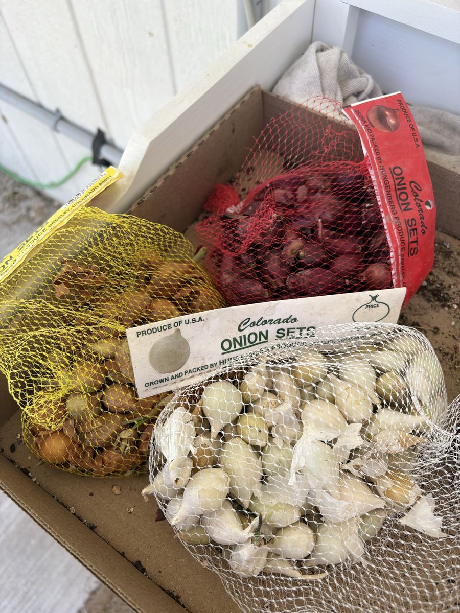 Onion sets