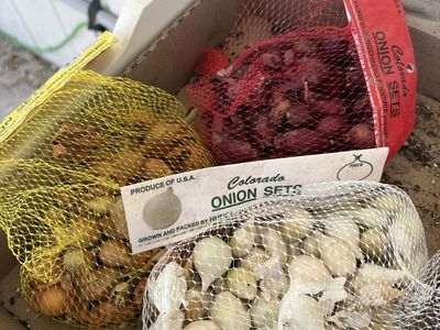 Onion sets