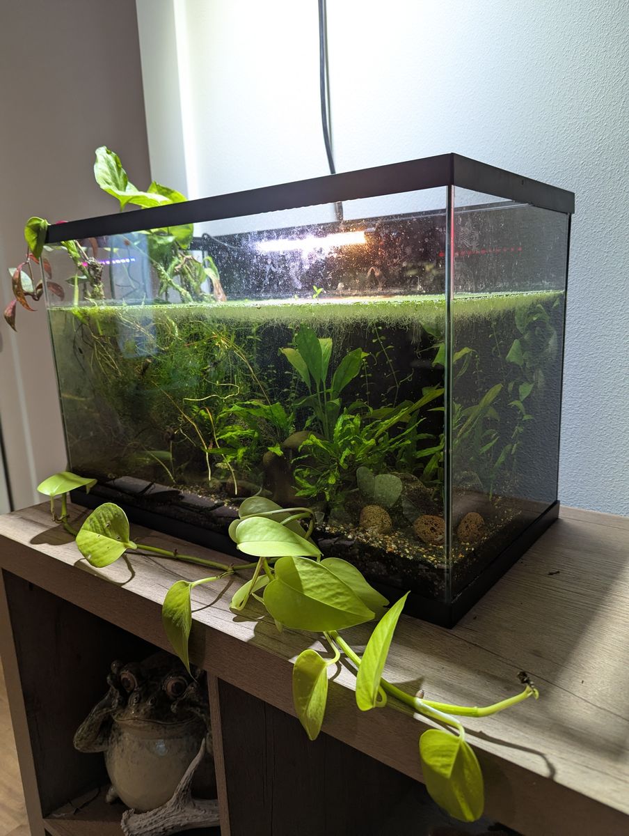 Aquarium (10 gal) with shrimp and live plants