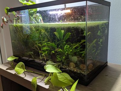 Aquarium (10 gal) with shrimp and live plants