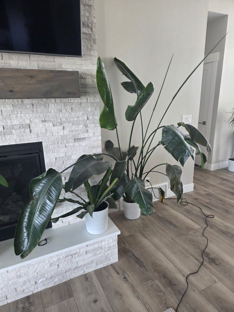 Assorted Houseplants - Spider Plant, Dragon Tree, Peace Lily, Pothos (Used)