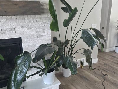 Assorted Houseplants - Spider Plant, Dragon Tree, Peace Lily, Pothos (Used)