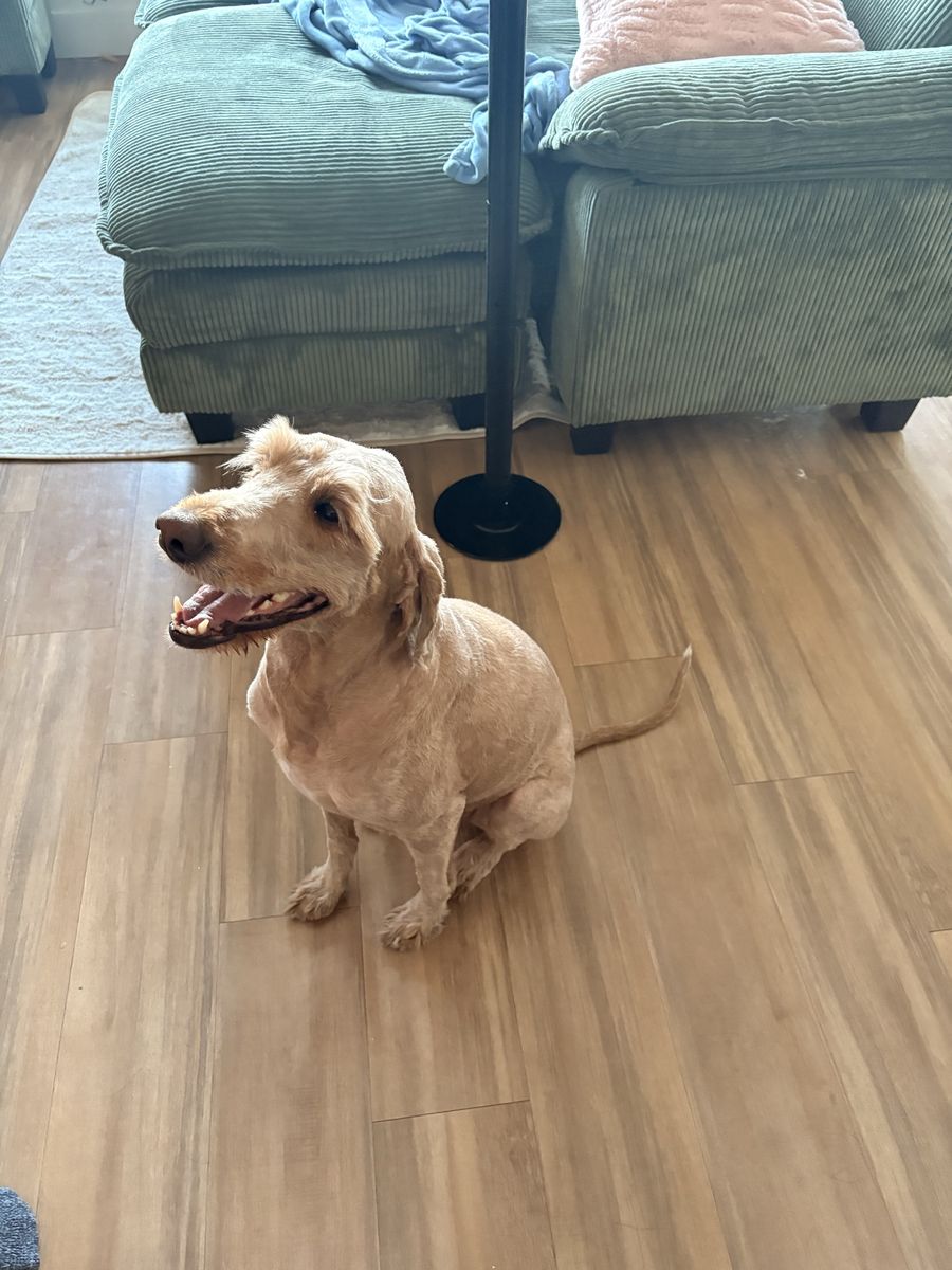 Golden doodle