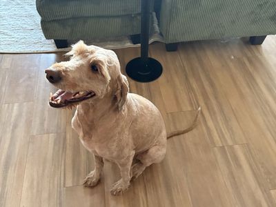 Golden doodle