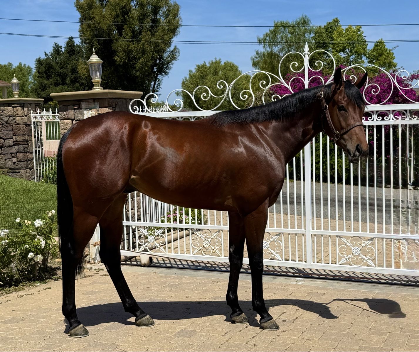 5 star Western / Polo OTTB Project