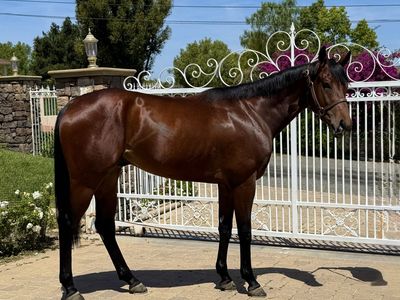 5 star Western / Polo OTTB Project
