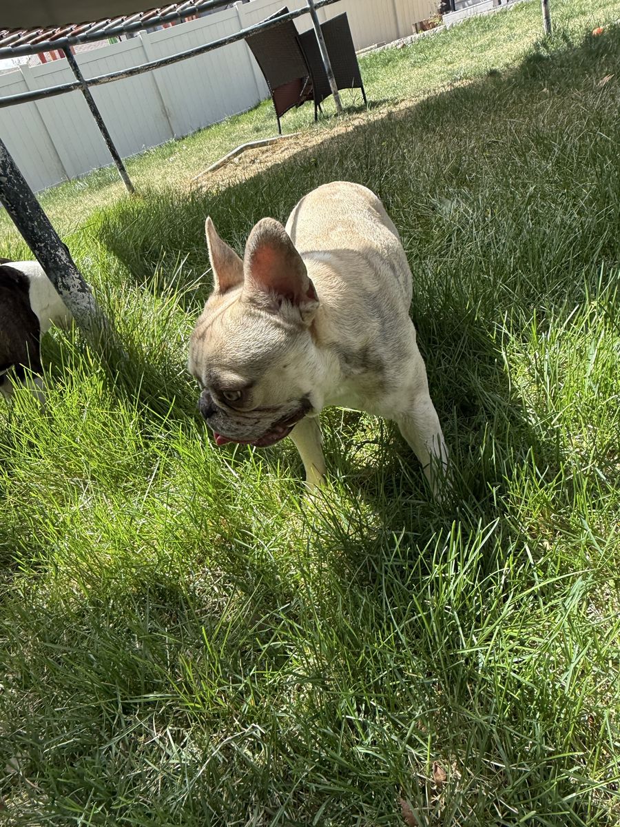 Male FULL frenchie