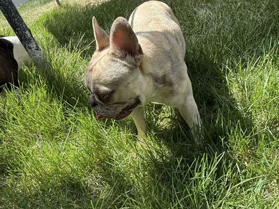 Male FULL frenchie