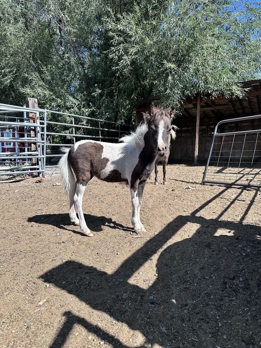 Flashy Paint Mini Filly