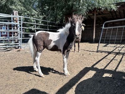 Flashy Paint Mini Filly