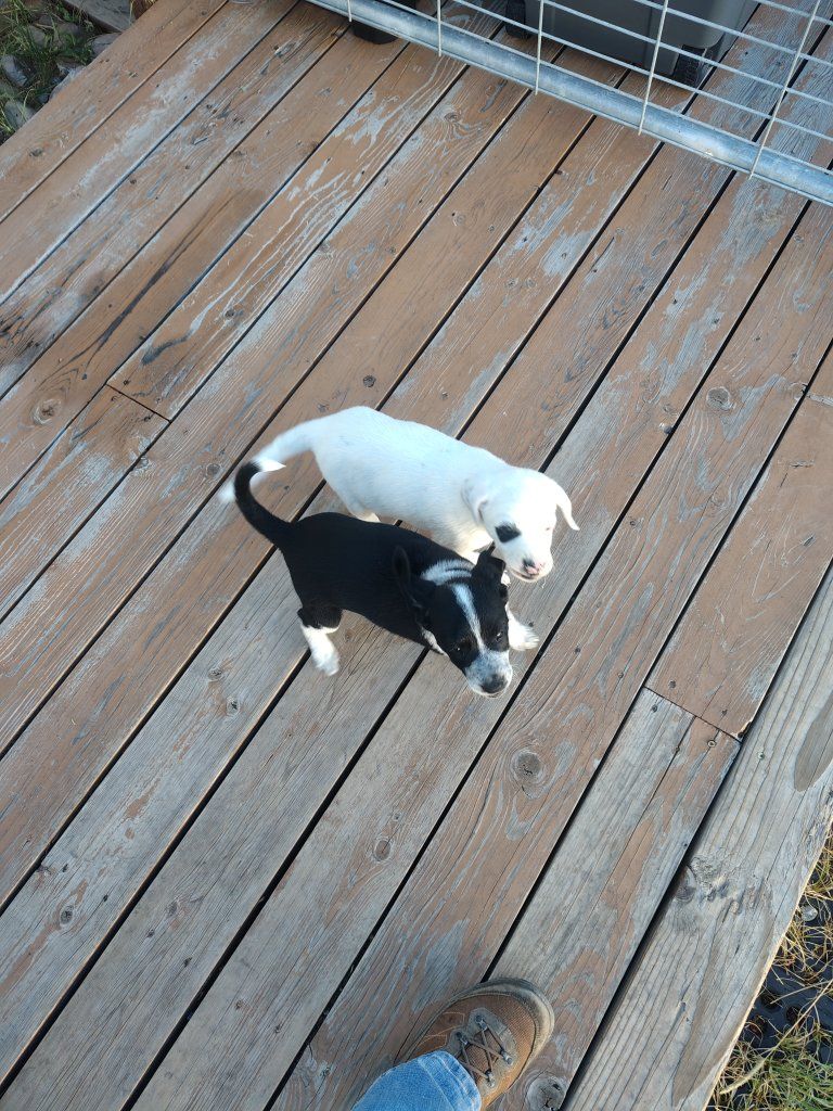 FREE Hound/Border Collie pups
