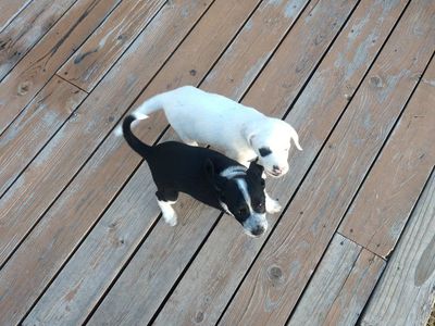FREE Hound/Border Collie pups