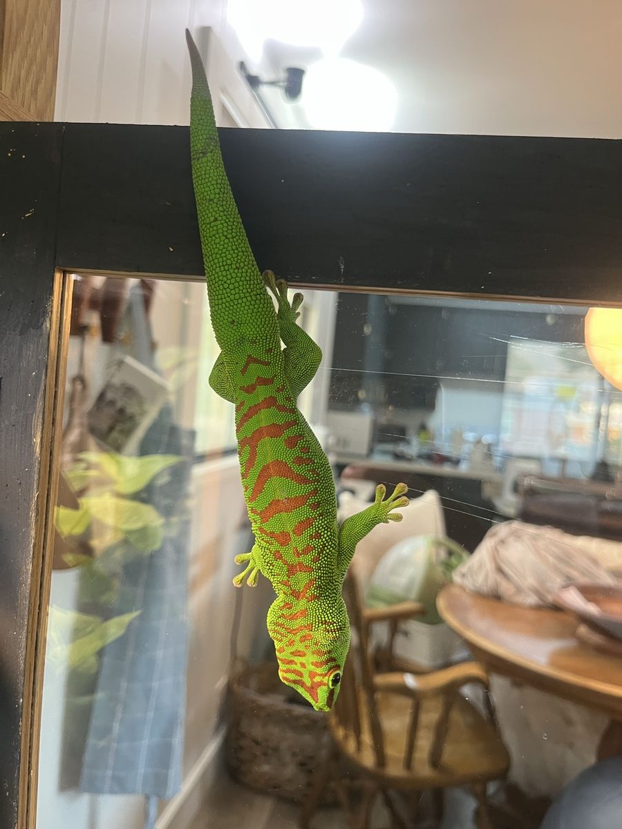 Giant day gecko