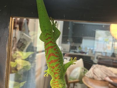 Giant day gecko