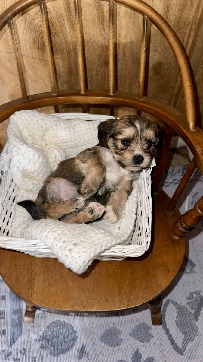 Adorable Small Breed Puppies