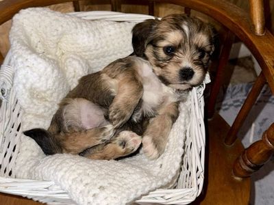 Adorable Small Breed Puppies