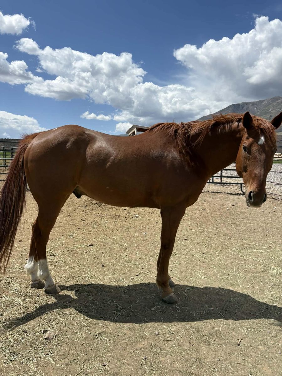 2009 Sorrel Gelding Barrel Horse