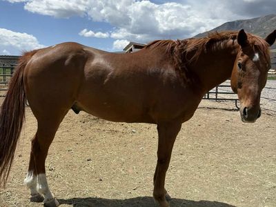 2009 Sorrel Gelding Barrel Horse
