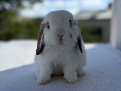 Holland Lop Buck