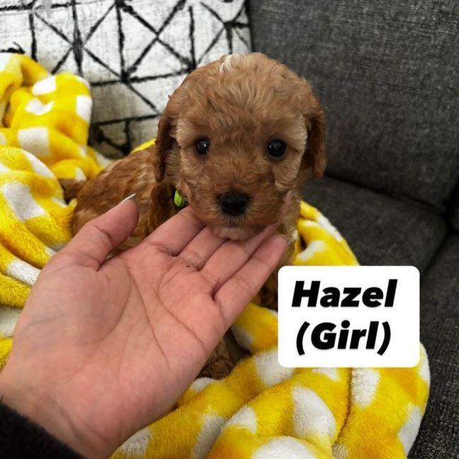 Mini Golden Doodle Puppies