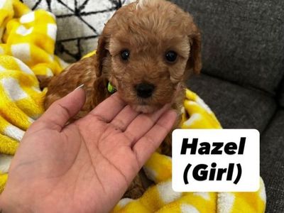 Mini Golden Doodle Puppies