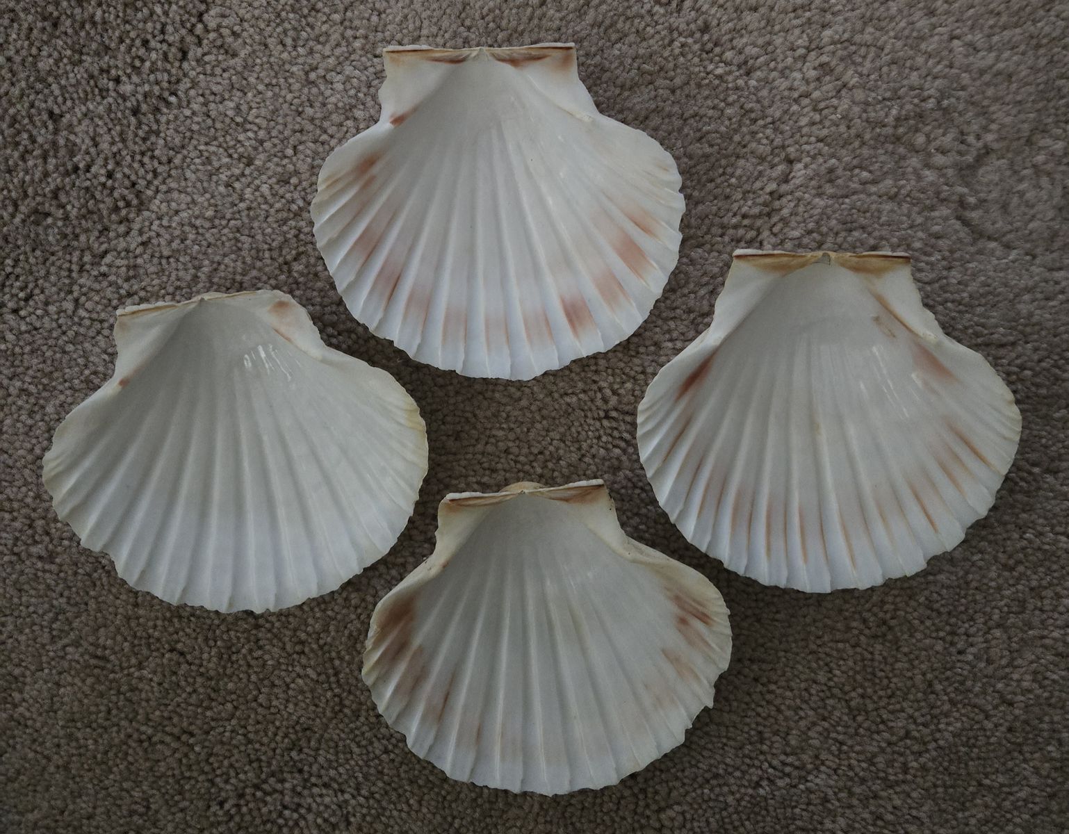 Lot of 4 Natural Scallop Shells for Making Jewelry, Shell Crafts & Home Decor