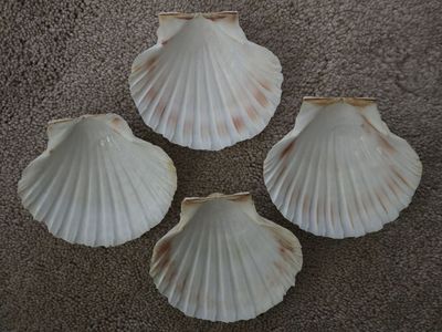 Lot of 4 Natural Scallop Shells for Making Jewelry, Shell Crafts & Home Decor