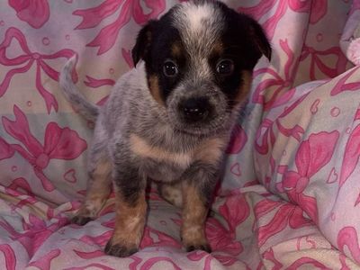 Blue/red heelers