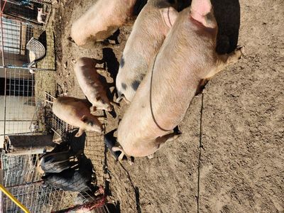 Roaster and Feeder Pigs