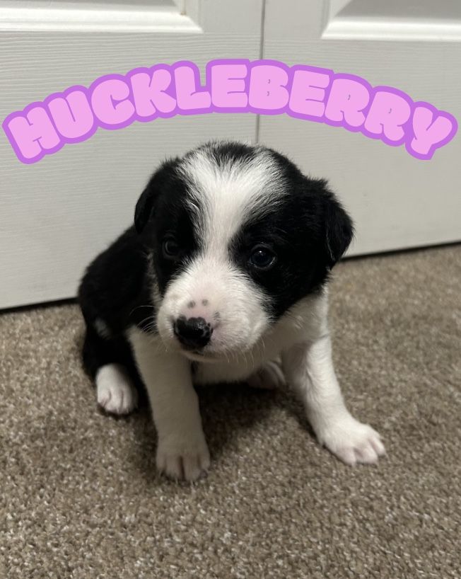 Border Collie Puppies: Purebred