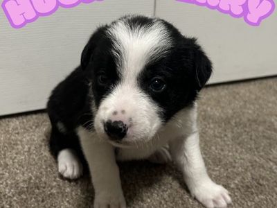 Border Collie Puppies: Purebred