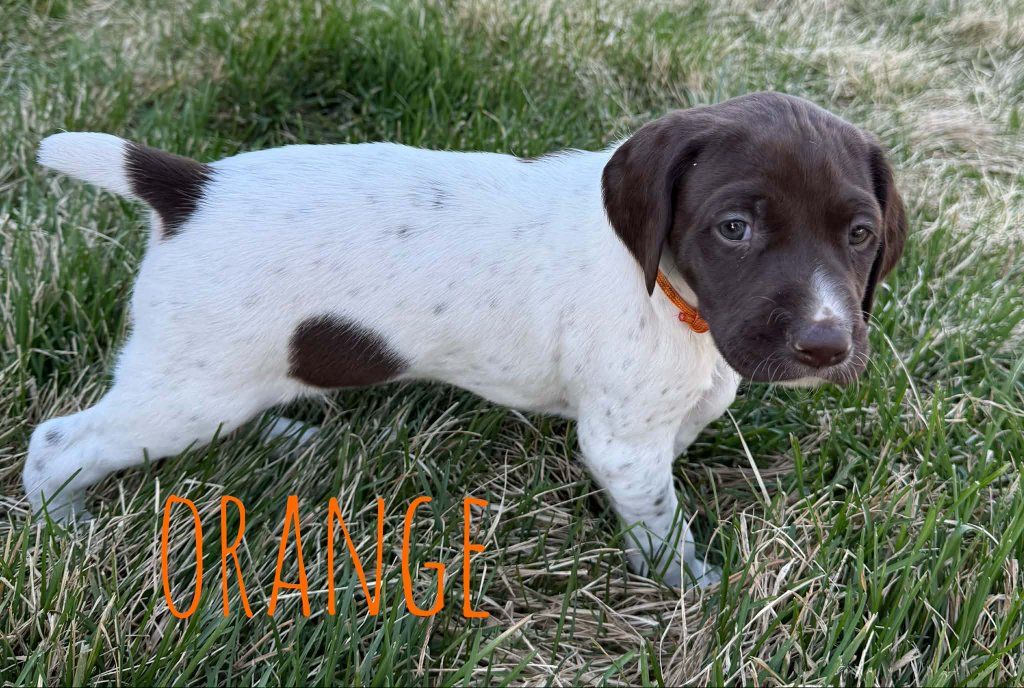 AKC registered German Shorthaired Pointer pups