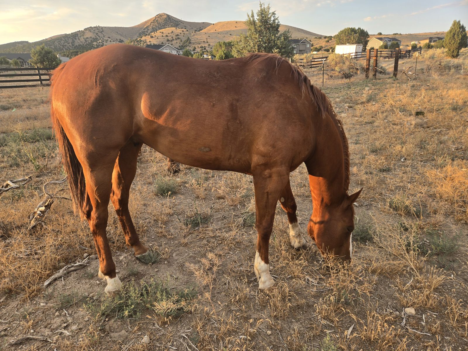 Quarter horse
