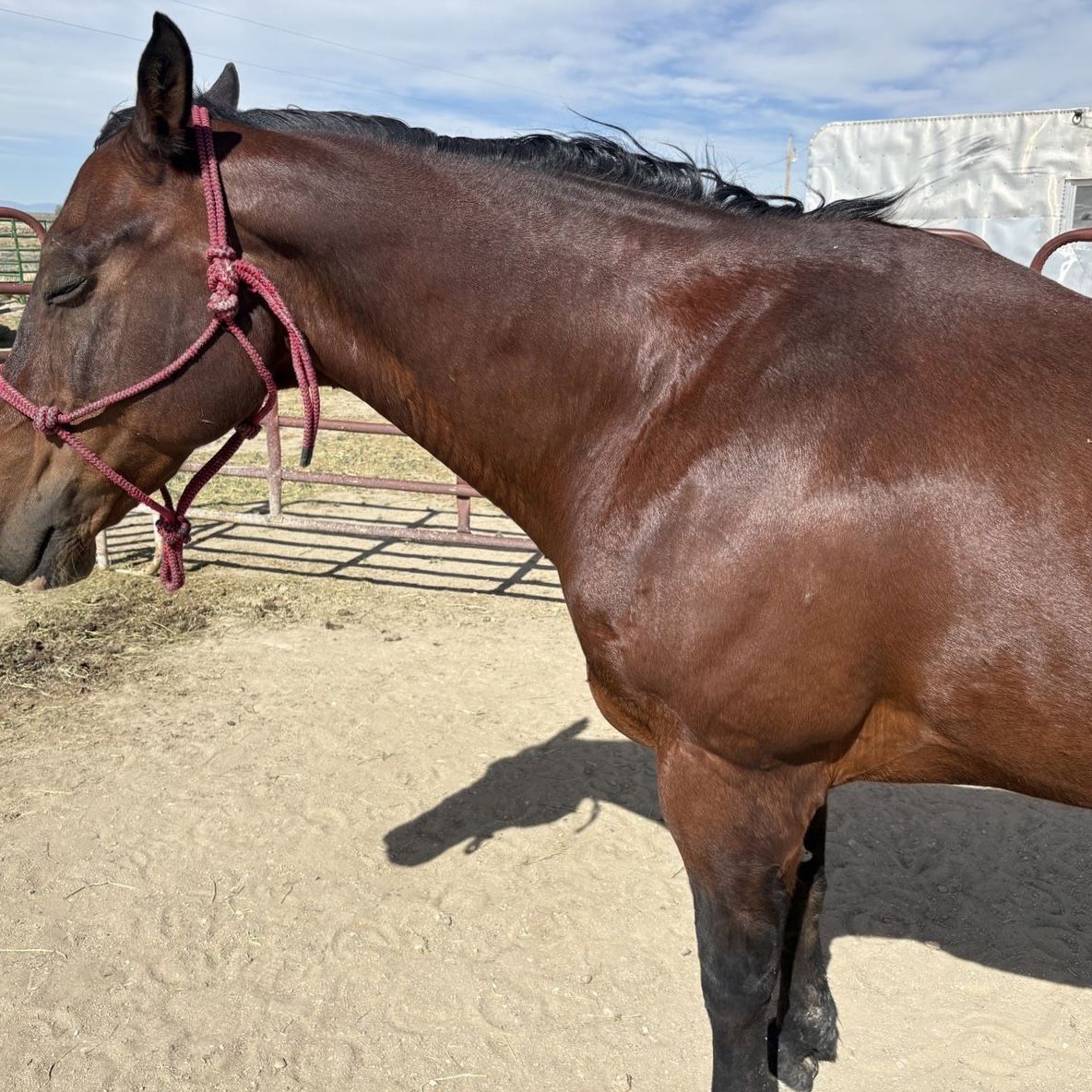 17 yr old  registered quarter horse