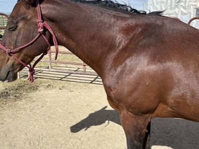 17 yr old registered quarter horse